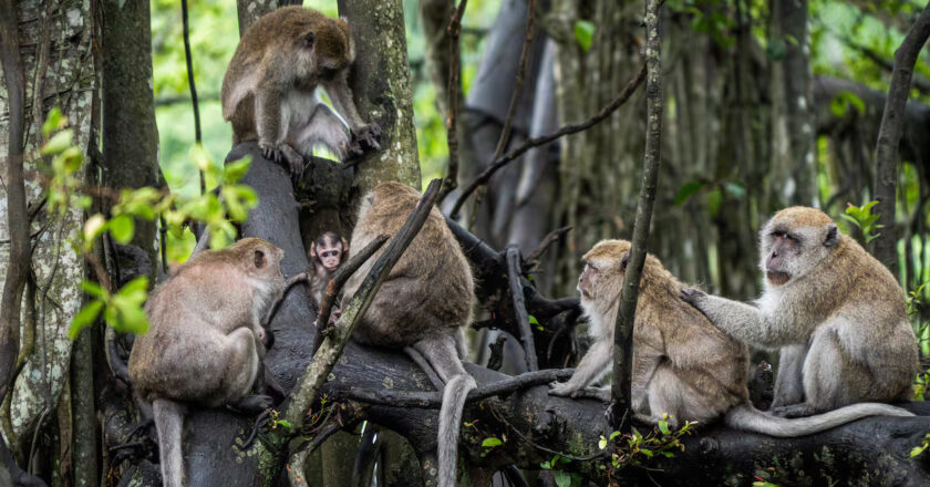 La especie humana es una de las que más energía dedica a tener descendencia