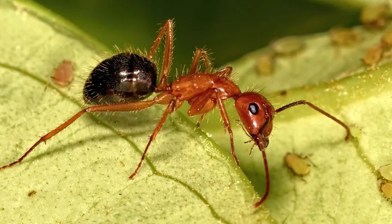 Descubrieron a las primeras hormigas cirujanas, que tienen una estrategia única de supervivencia