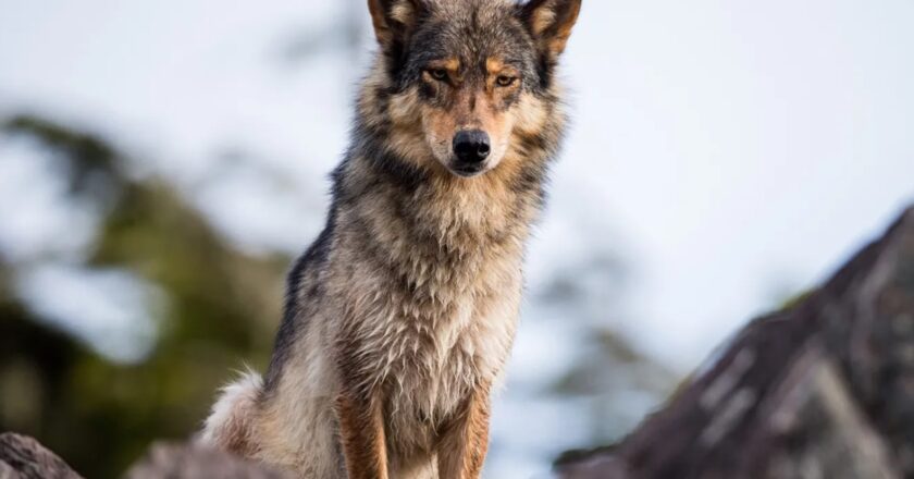 ¿Realmente fue necesario el hombre para que los lobos se convirtieran en perros?