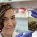 La científica que colecciona cerebros antiguos y busca descifrar por qué pueden perdurar hasta miles de años