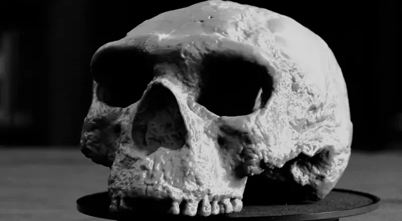 El cráneo de un millón de años que “cambia totalmente” nuestra comprensión de la evolución humana, según los científicos
