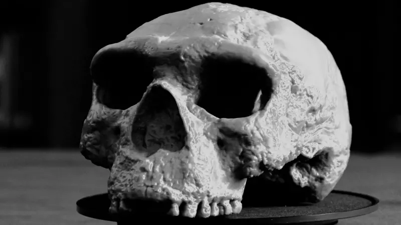 El cráneo de un millón de años que “cambia totalmente” nuestra comprensión de la evolución humana, según los científicos