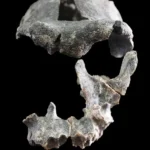 Reconstruyen el rostro de un ‘Homo erectus’ de Etiopía