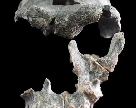 Reconstruyen el rostro de un ‘Homo erectus’ de Etiopía