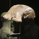 El hombre de Java cambia de ubicación: este es el museo donde podrás verlo a partir de ahora