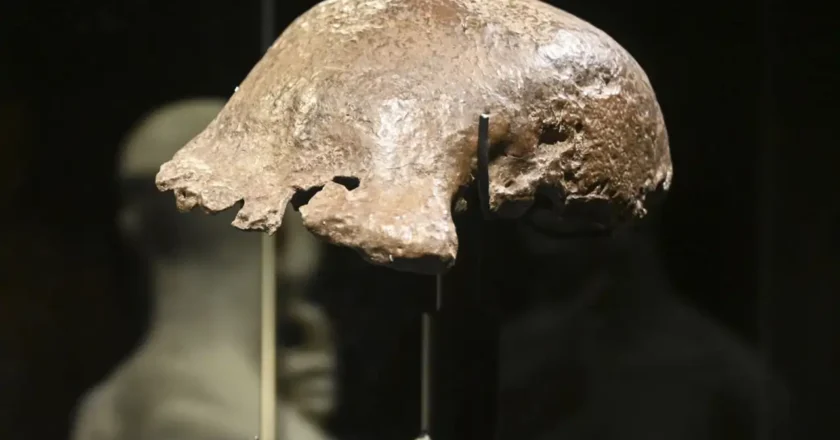 El hombre de Java cambia de ubicación: este es el museo donde podrás verlo a partir de ahora