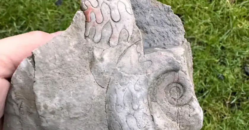 Hallan unos extraños fósiles de hace 340 millones de años con detalles anatómicos increíbles