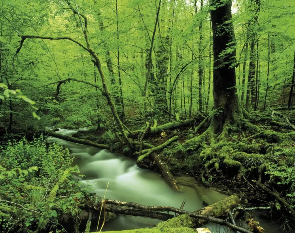 Qué significa el apellido Vázquez: historia y origen de uno de los apellidos más frecuentes de España