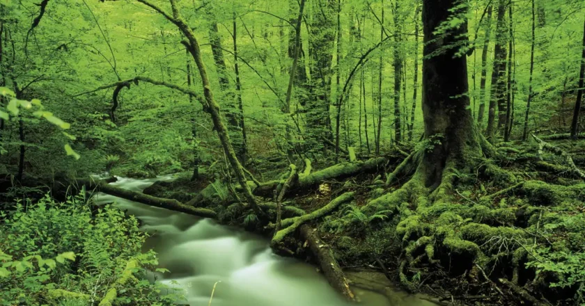 Qué significa el apellido Vázquez: historia y origen de uno de los apellidos más frecuentes de España